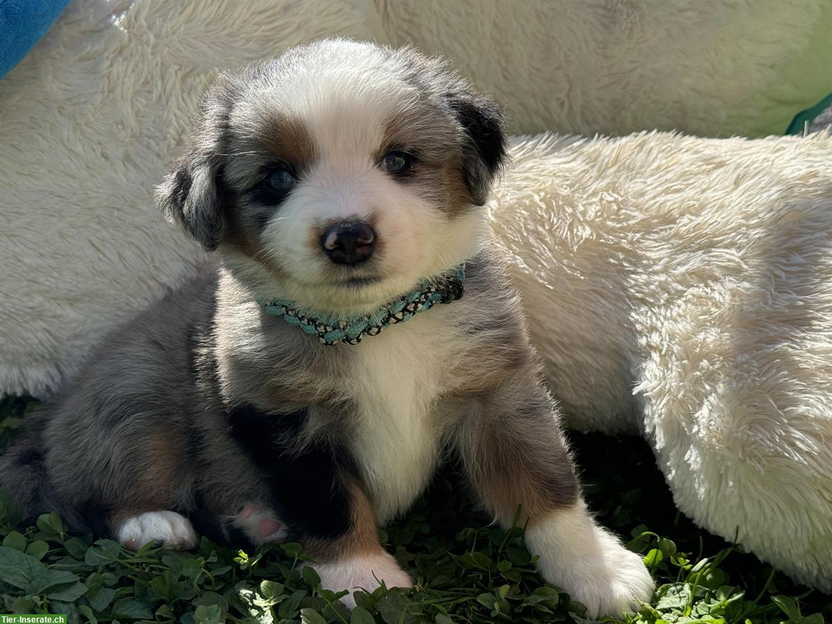 Bild 3: Mini Aussie Welpe blue merle