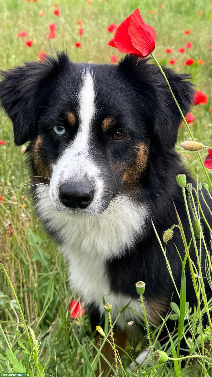 Bild 5: Mini Aussie Welpe blue merle