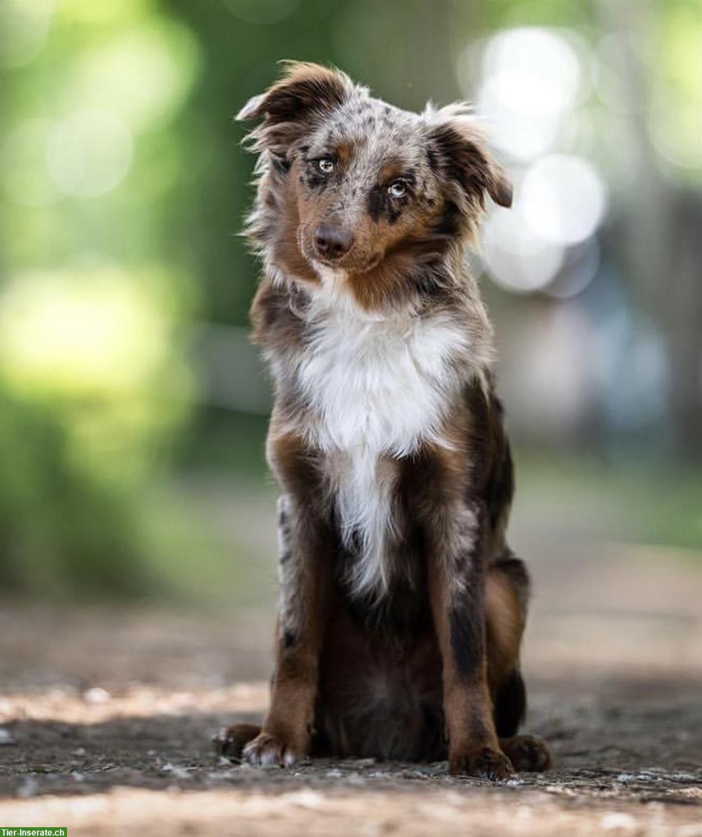 Bild 6: Mini Aussie Welpe blue merle