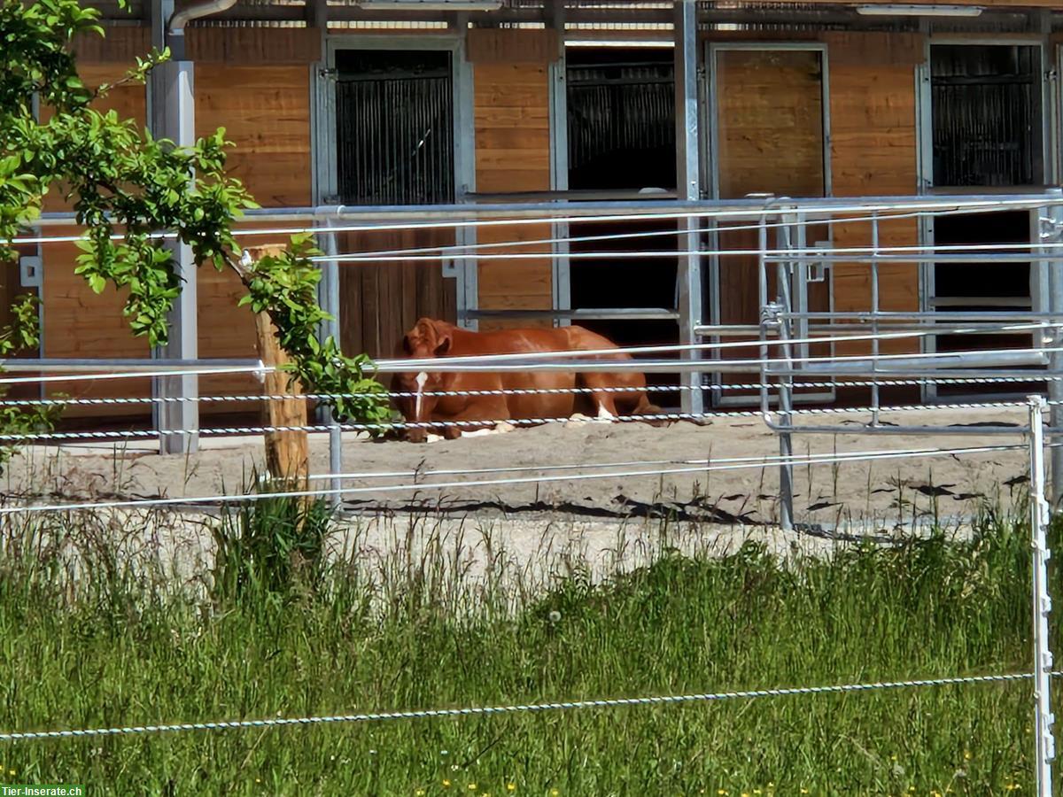 Bild 3: Grosse Auslaufboxen zu vermieten in Rüdtligen BE