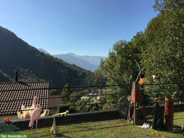 Bild 8: Villa mit Aussicht, Ruhe und Sonnenschein / Panorama, Pace e Sole