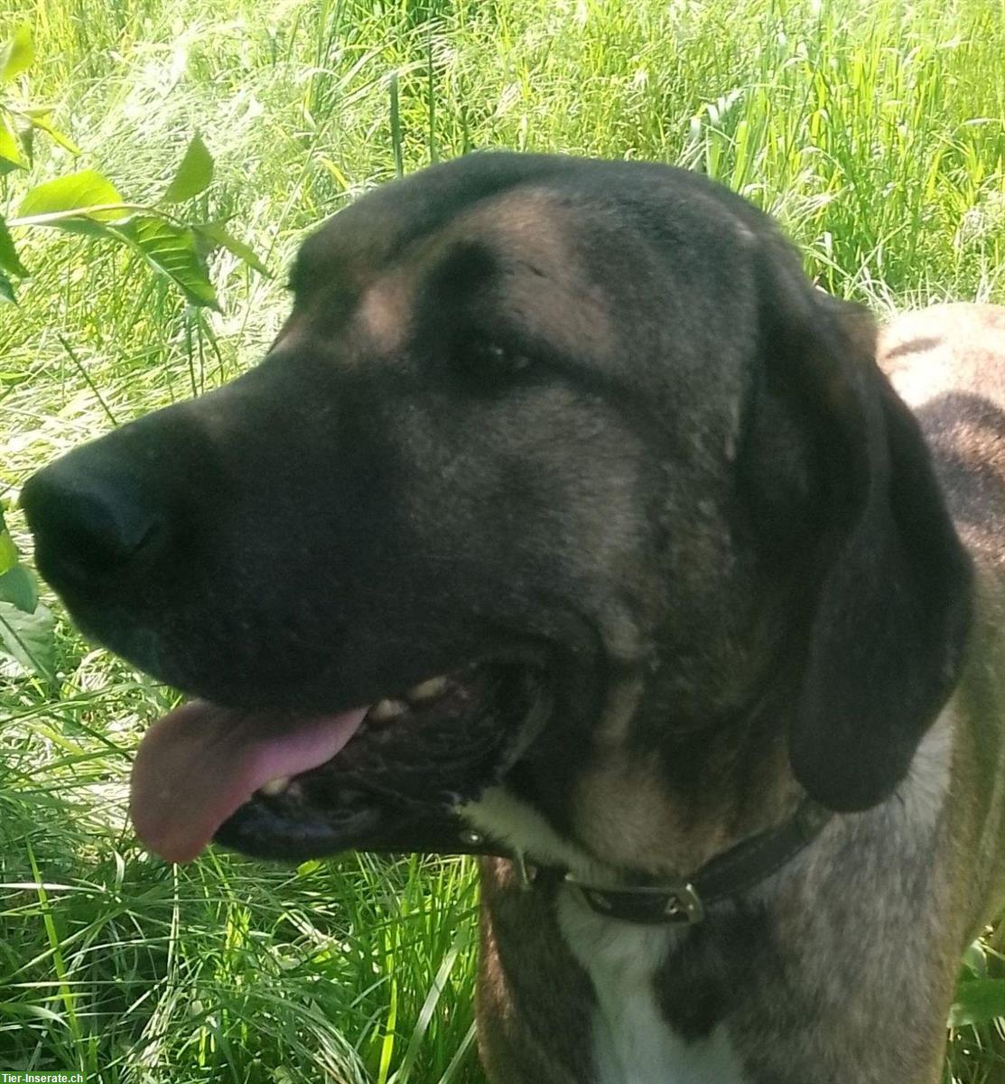 PALERMO, ein Deutsche Dogge x Presa Canario Rüde