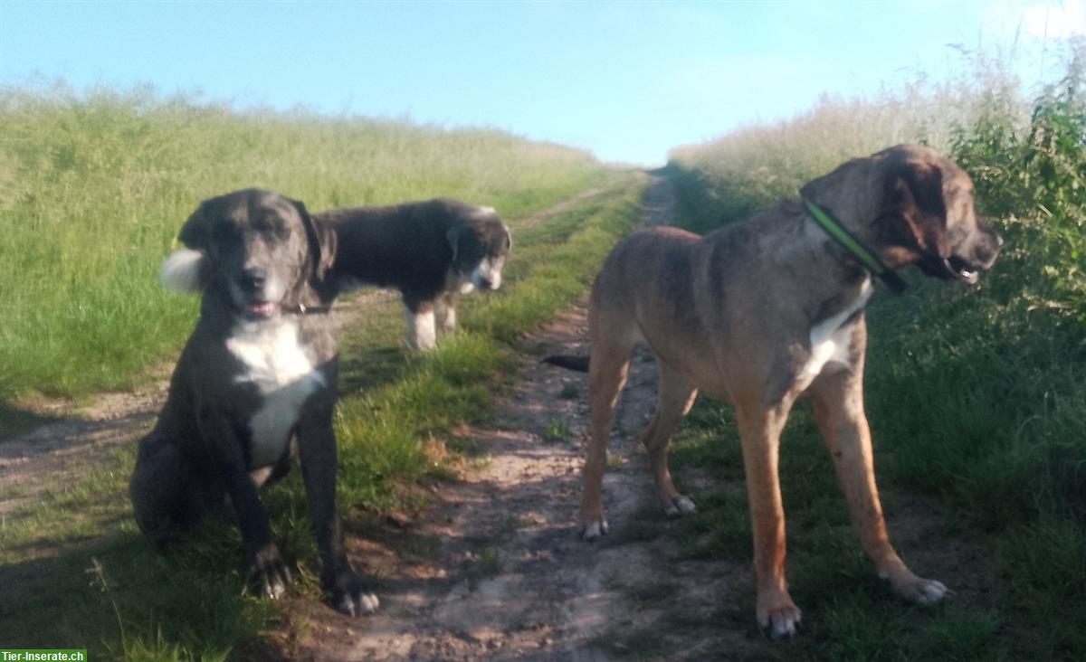 Bild 5: PALERMO, ein Deutsche Dogge x Presa Canario Rüde