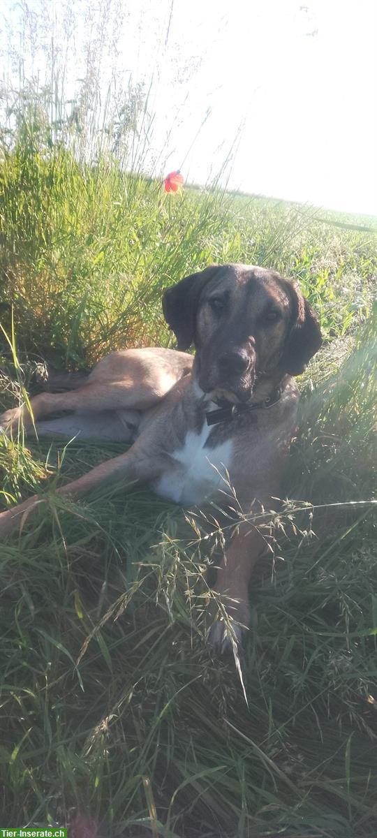 Bild 6: PALERMO, ein Deutsche Dogge x Presa Canario Rüde