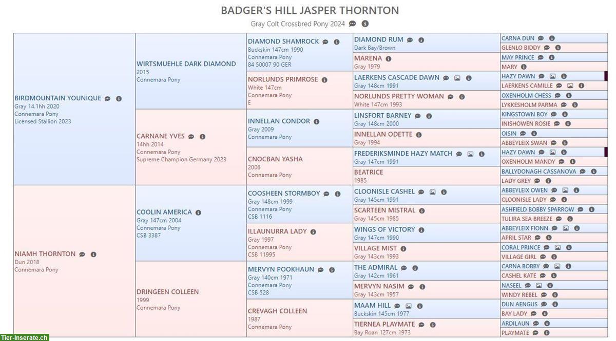 Bild 8: Badger's Hill Jasper Thornton - Connemara Hengstfohlen