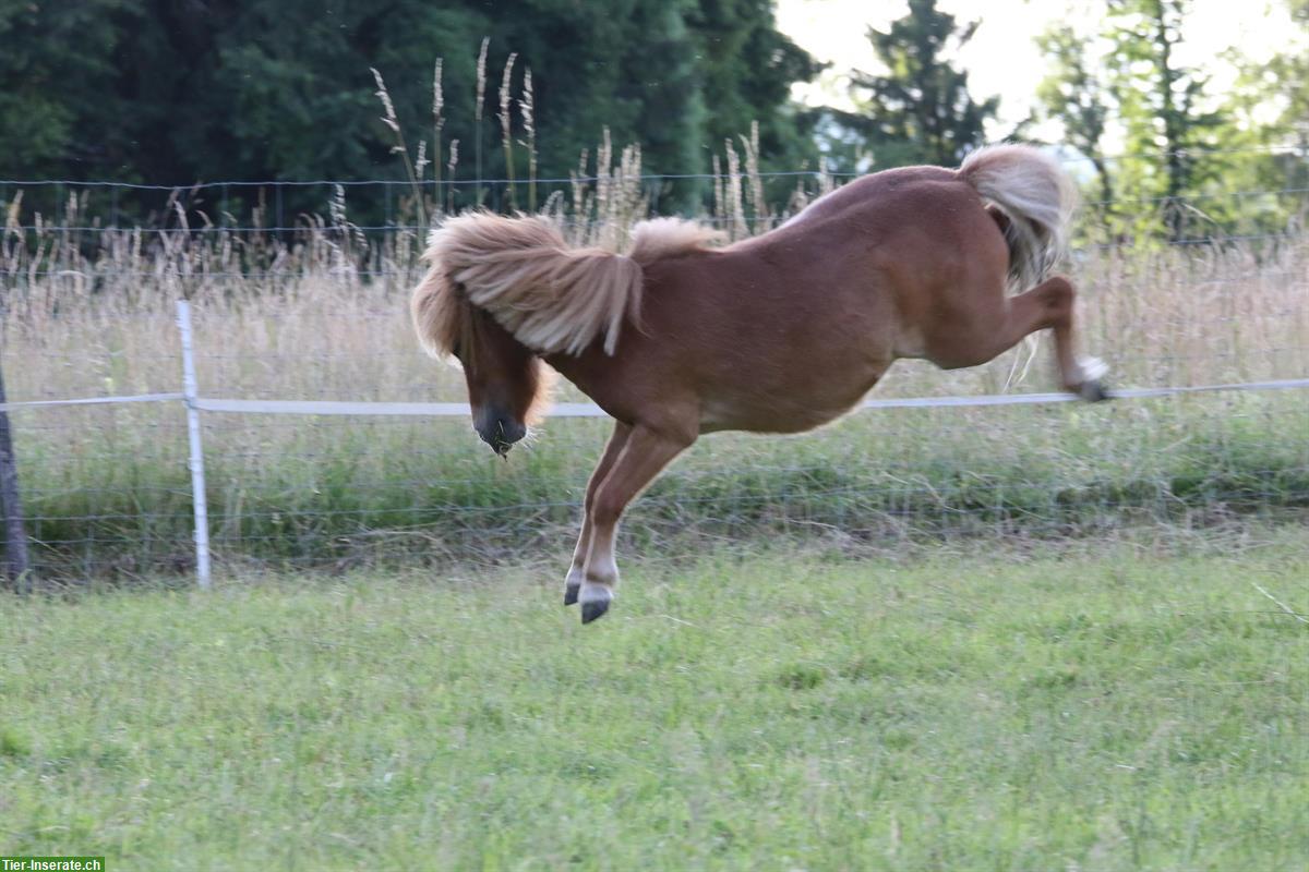 Bild 4: Biete Fohlenweide mit Betreuung für Minishetty Stutfohlen