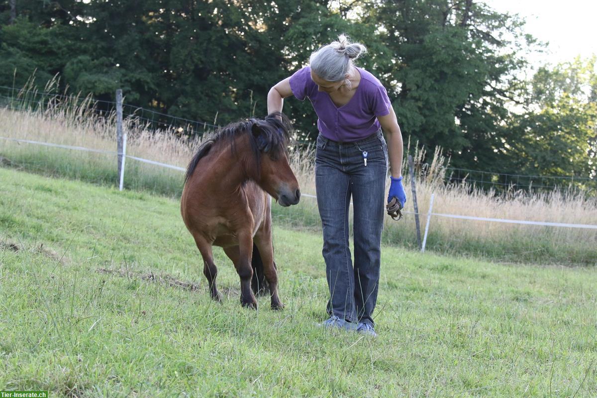 Bild 9: Biete Fohlenweide mit Betreuung für Minishetty Stutfohlen