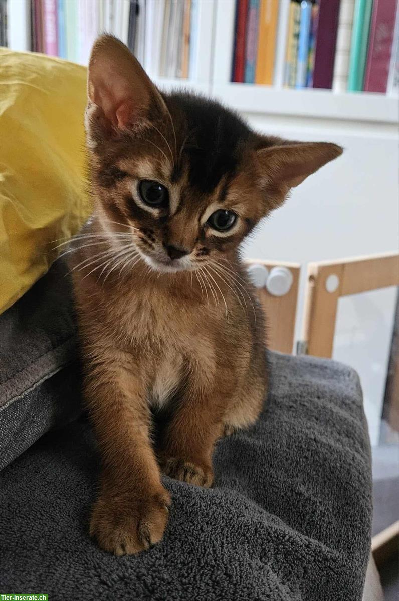 Abessinier Kater mit Stammbaum sucht neues Zuhause