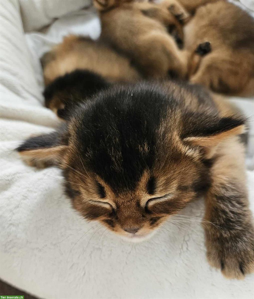 Bild 4: Abessinier Kater mit Stammbaum sucht neues Zuhause