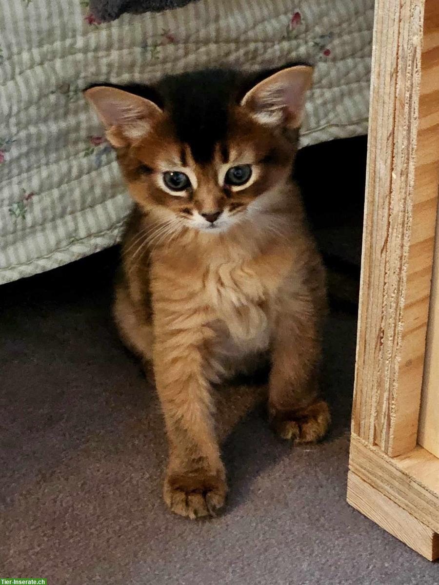 Somali Kater mit Stammbaum sucht sein neues Zuhause