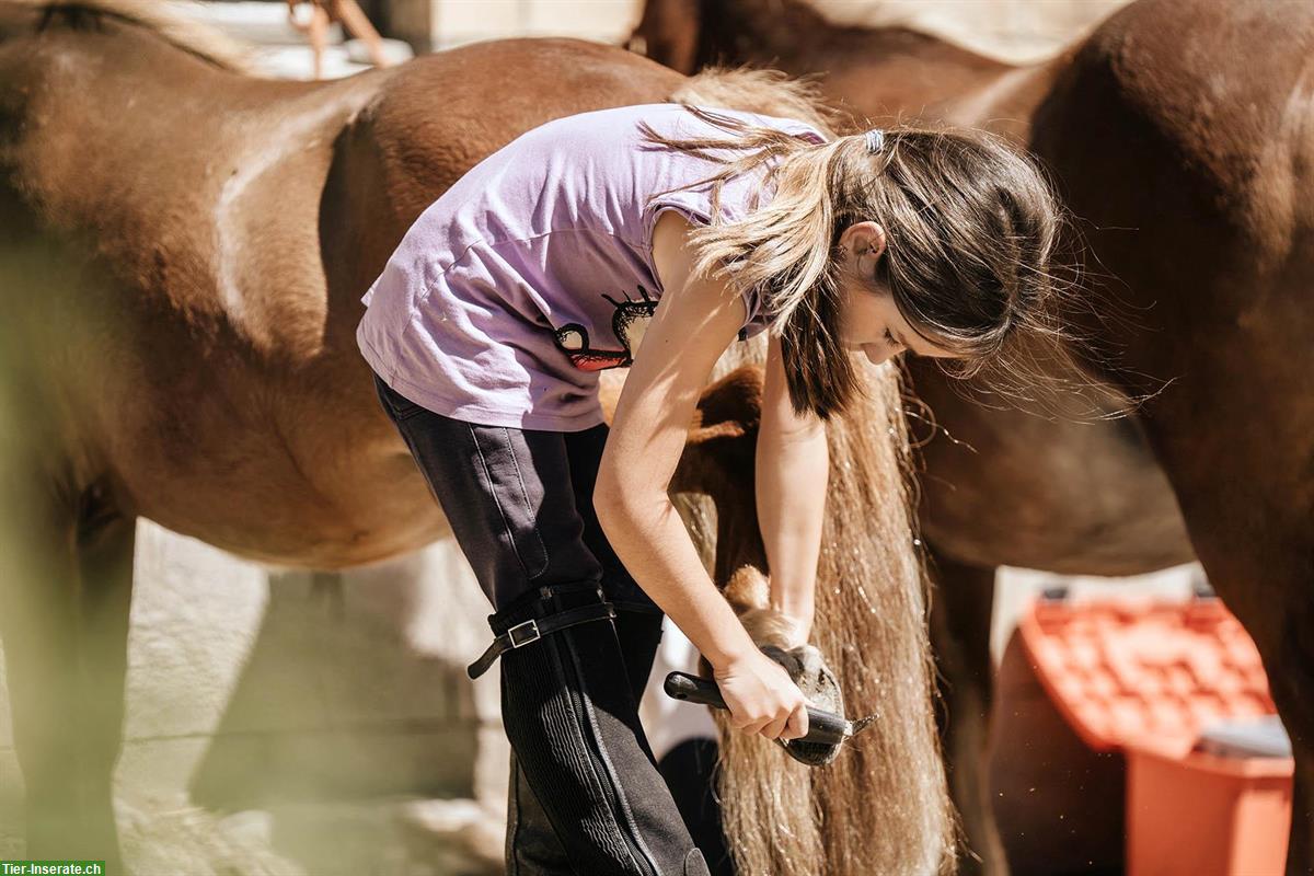 Reitlehrer/in gesucht für Kinder, Naturalhorsemanship