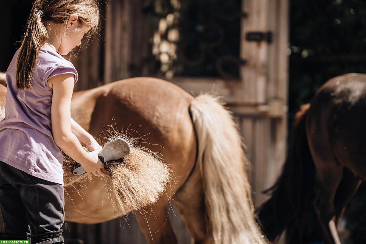 Bild 2: Reitlehrer/in gesucht für Kinder, Naturalhorsemanship