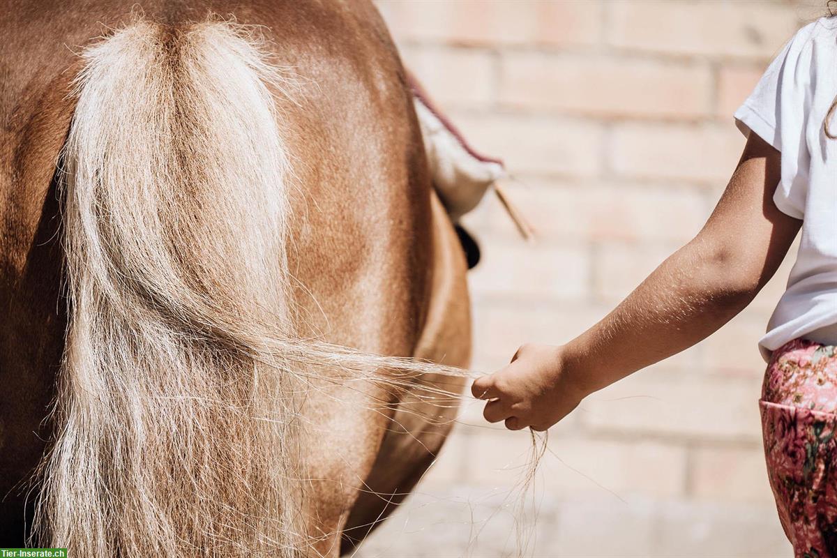 Bild 3: Reitlehrer/in gesucht für Kinder, Naturalhorsemanship