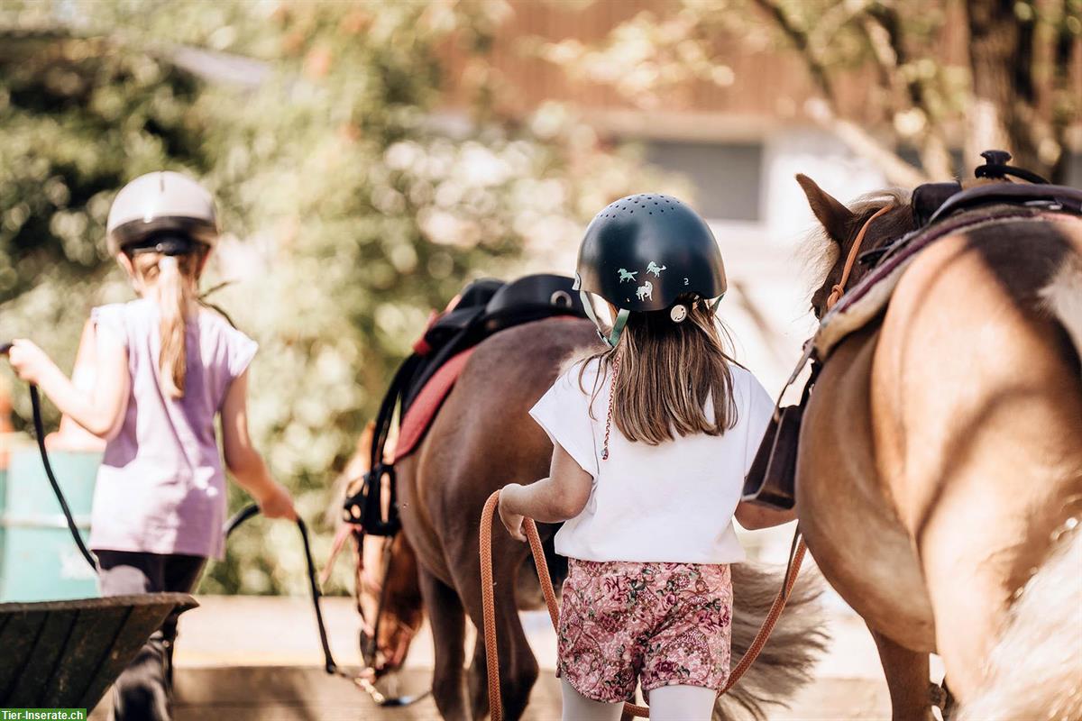 Bild 4: Reitlehrer/in gesucht für Kinder, Naturalhorsemanship