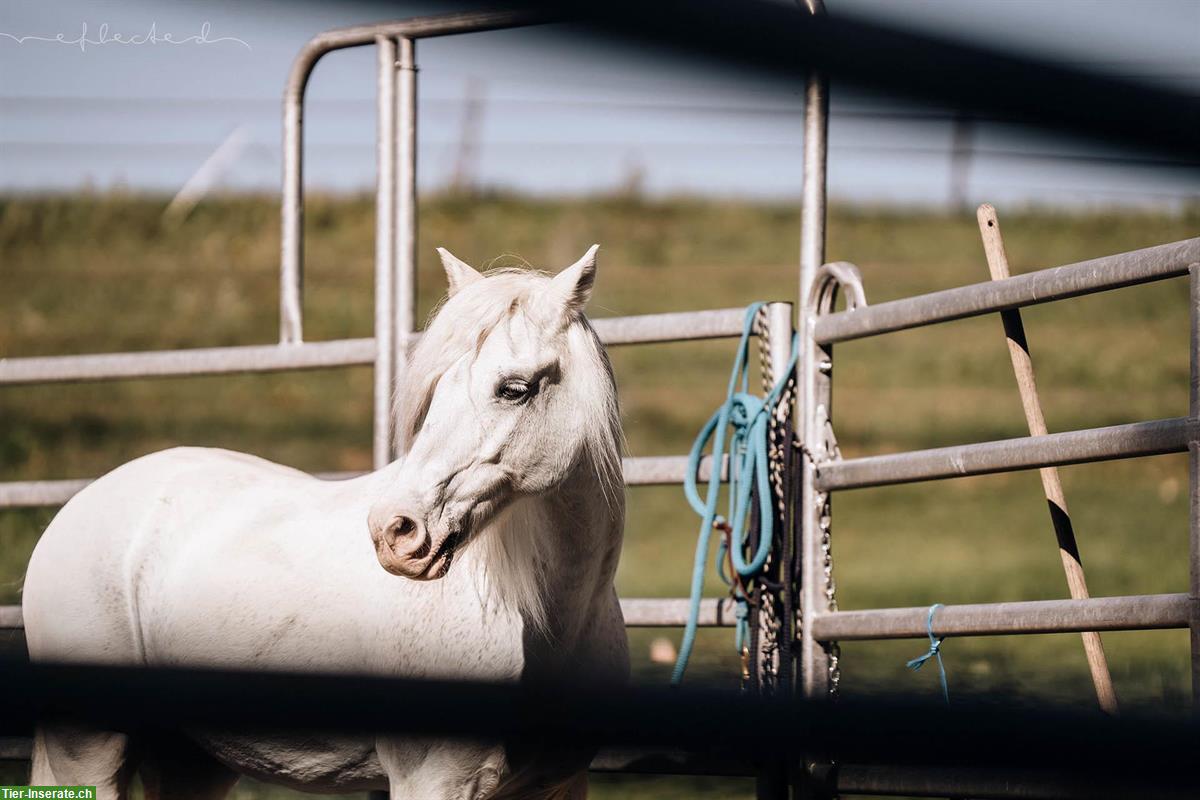 Bild 5: Reitlehrer/in gesucht für Kinder, Naturalhorsemanship