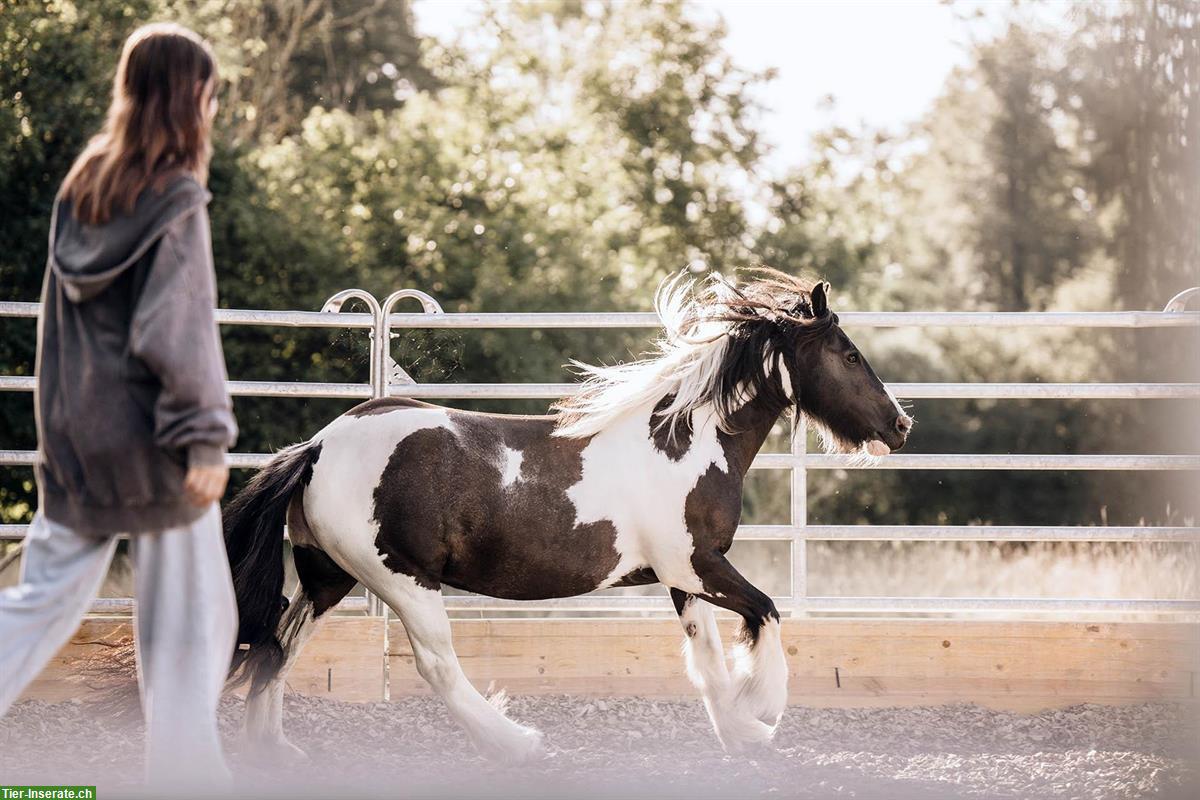 Bild 6: Reitlehrer/in gesucht für Kinder, Naturalhorsemanship