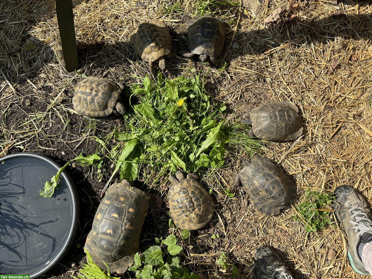 7 männliche Landschildkröten zu vermitteln