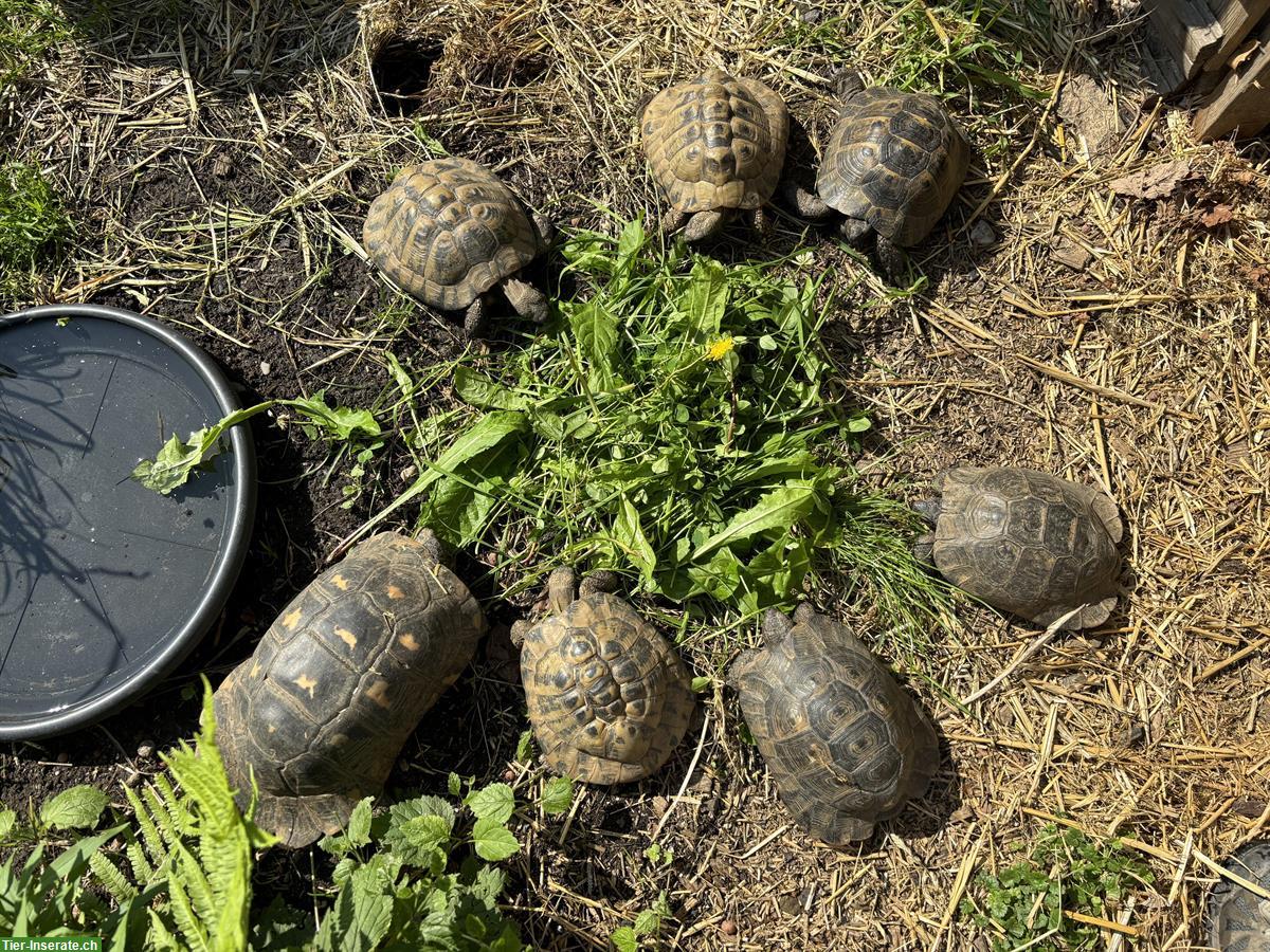 Bild 2: 7 männliche Landschildkröten zu vermitteln