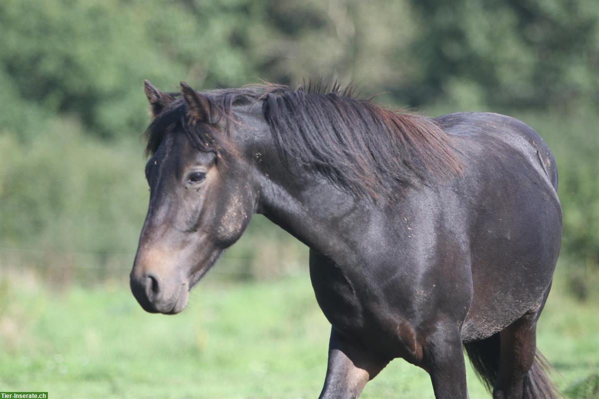 Bild 10: Arravani Hengst, 2-jährig zu verkaufen