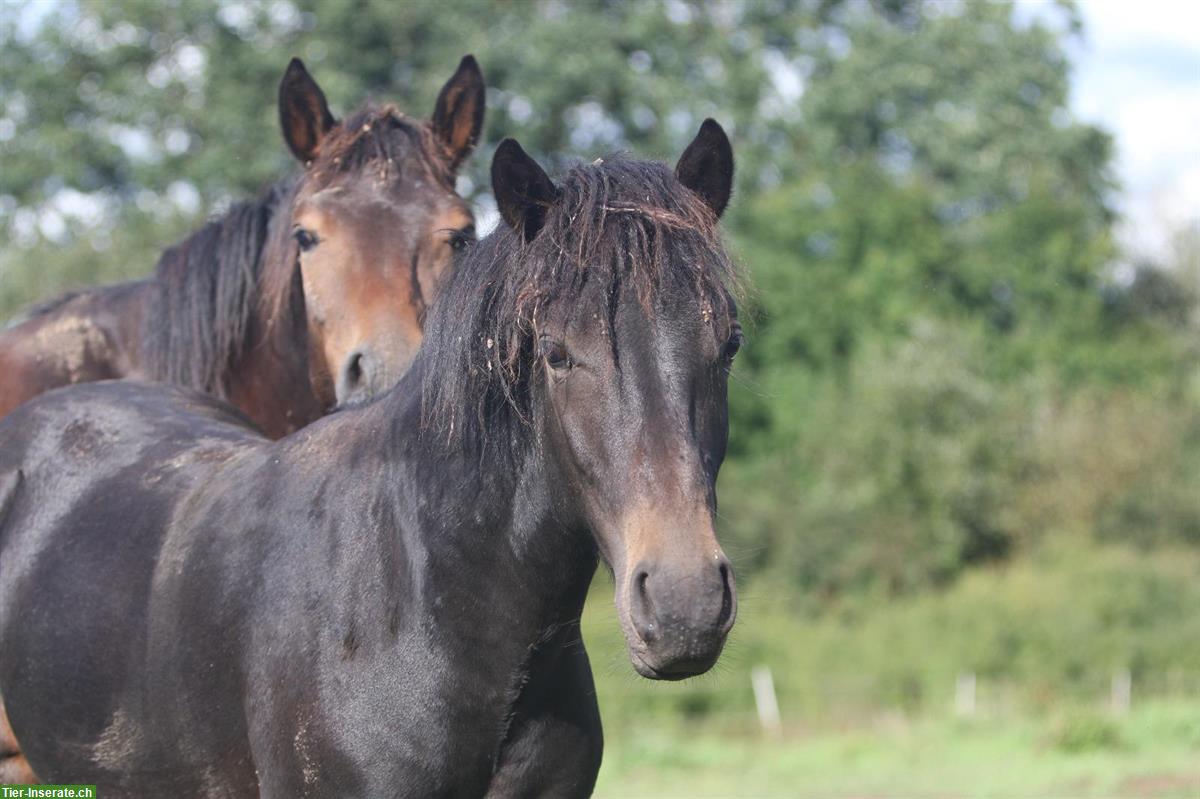 Bild 5: Arravani Hengst, 2-jährig zu verkaufen