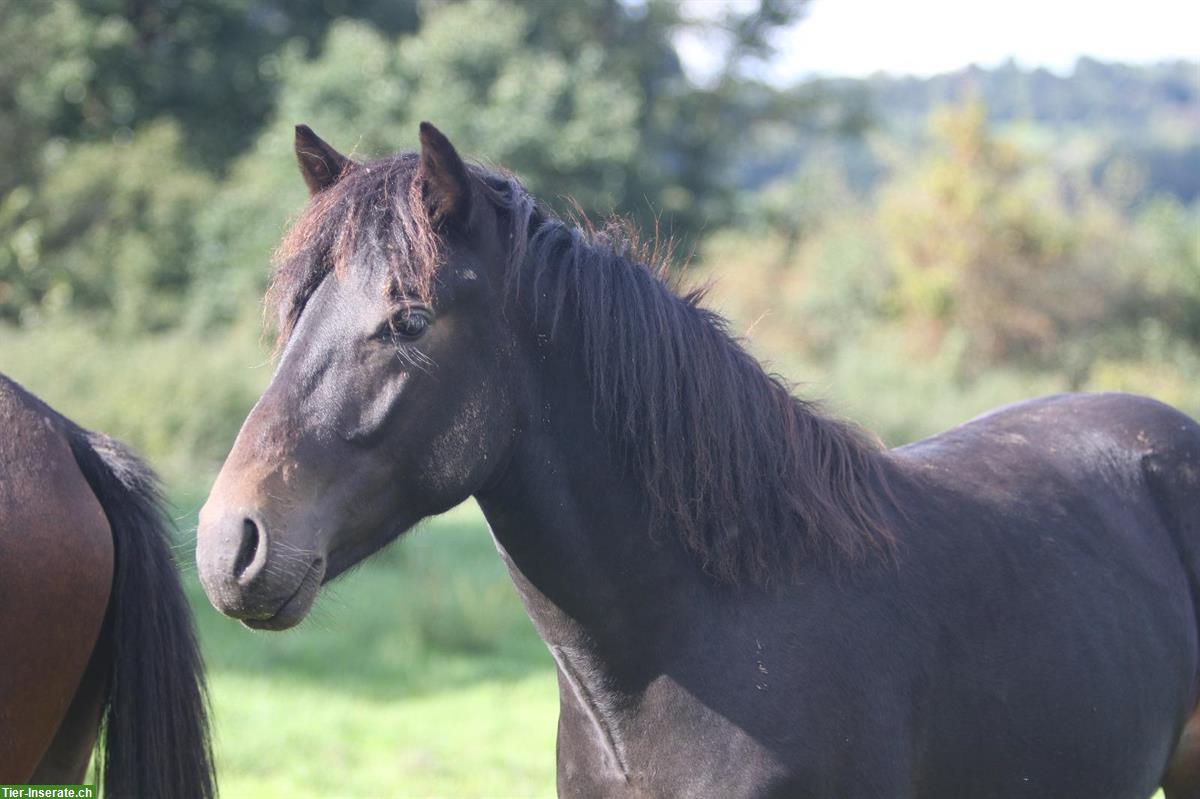 Bild 6: Arravani Hengst, 2-jährig zu verkaufen