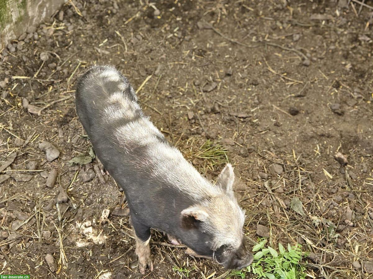 2 Minipig Eber suchen neuen Lebensplatz