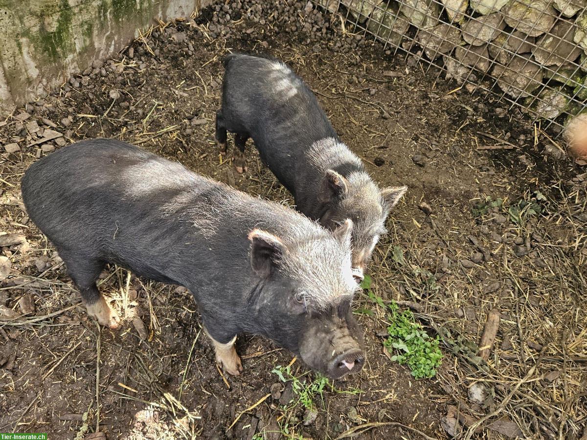 Bild 2: 2 Minipig Eber suchen neuen Lebensplatz