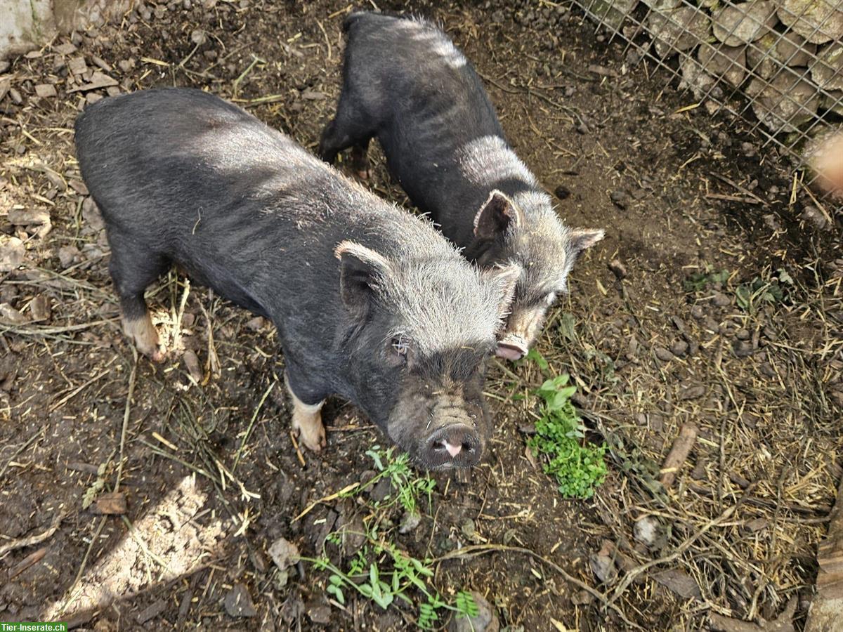 Bild 3: 2 Minipig Eber suchen neuen Lebensplatz