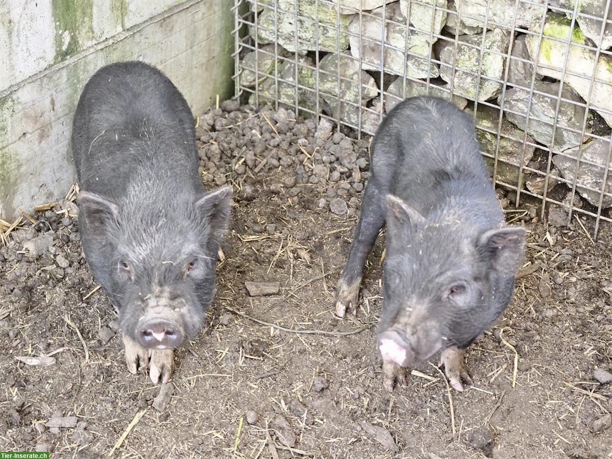 Bild 5: 2 Minipig Eber suchen neuen Lebensplatz