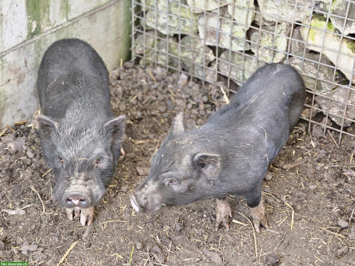 Bild 6: 2 Minipig Eber suchen neuen Lebensplatz