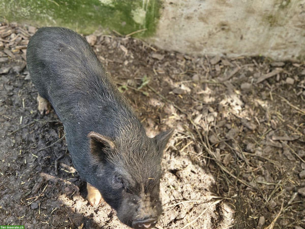 Bild 7: 2 Minipig Eber suchen neuen Lebensplatz