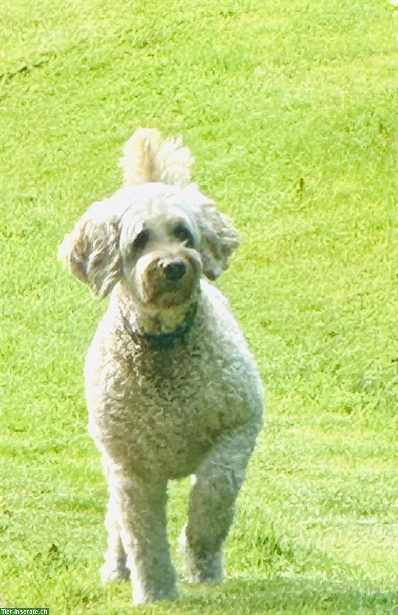 Bild 2: Banner's Dogschool - die Hundeschule im Zürcher Oberland