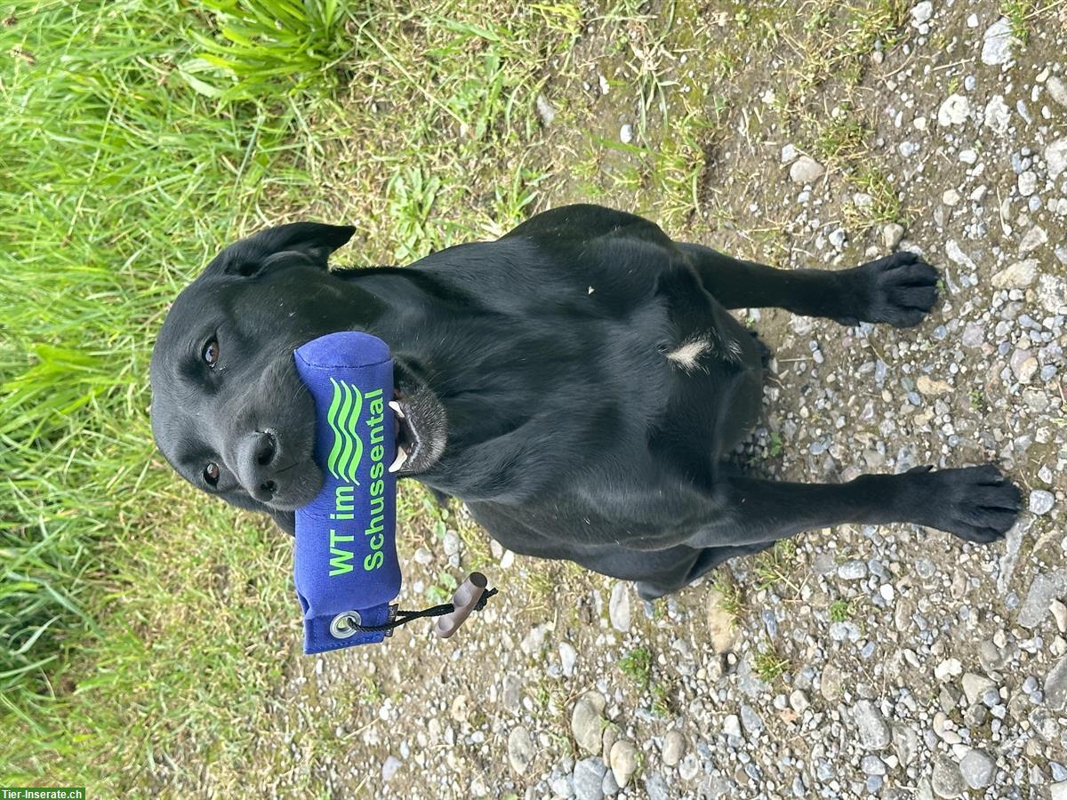 Bild 3: Banner's Dogschool - die Hundeschule im Zürcher Oberland