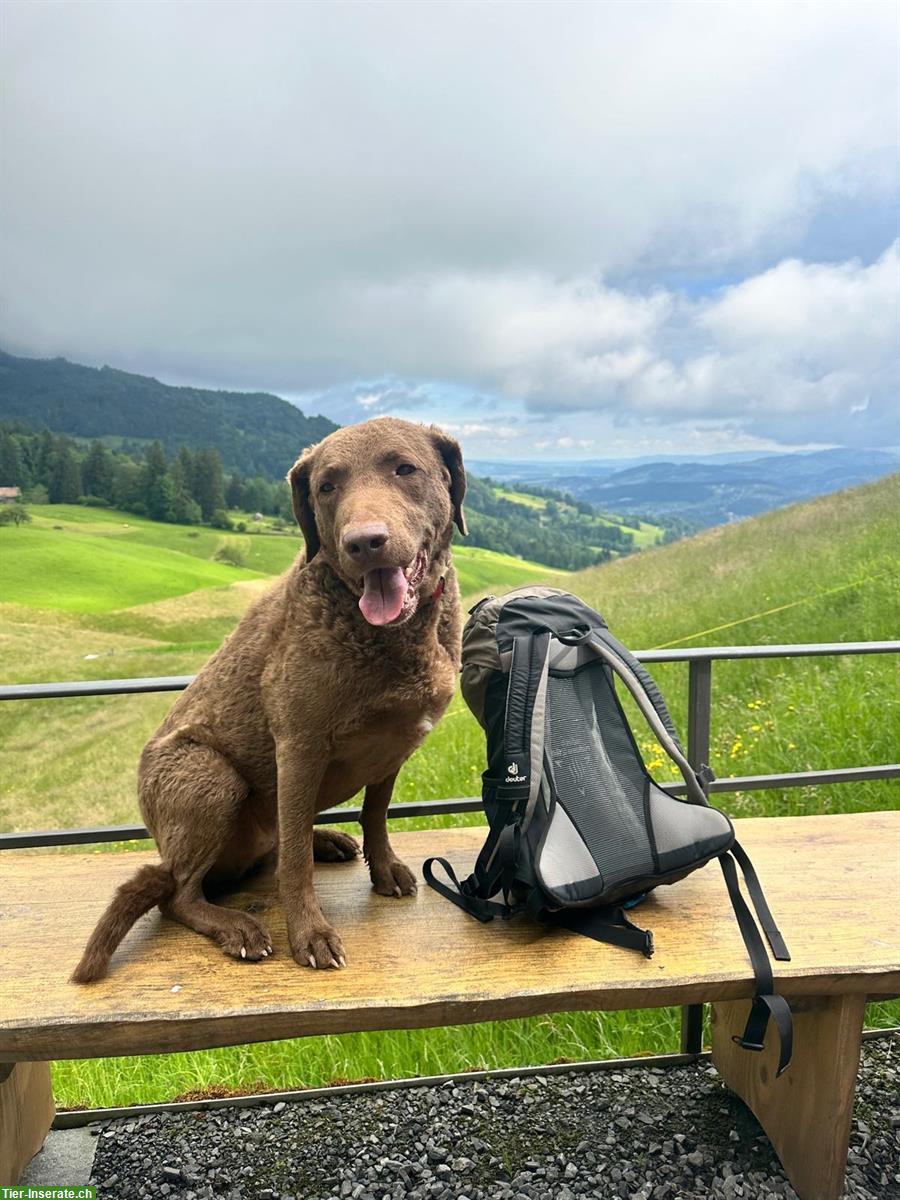 Bild 4: Banner's Dogschool - die Hundeschule im Zürcher Oberland