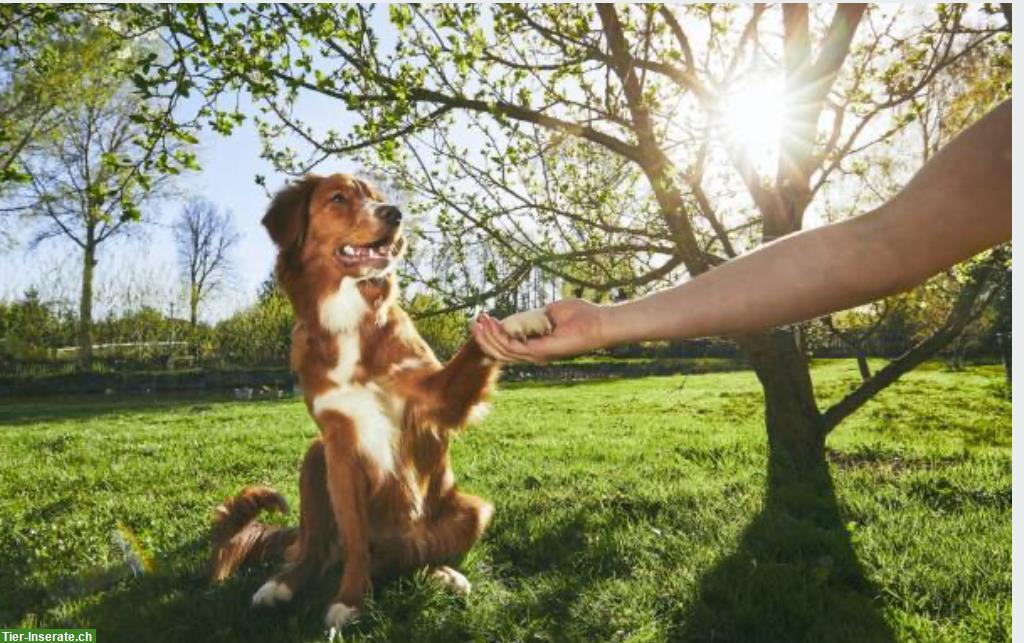 Bild 6: Banner's Dogschool - die Hundeschule im Zürcher Oberland