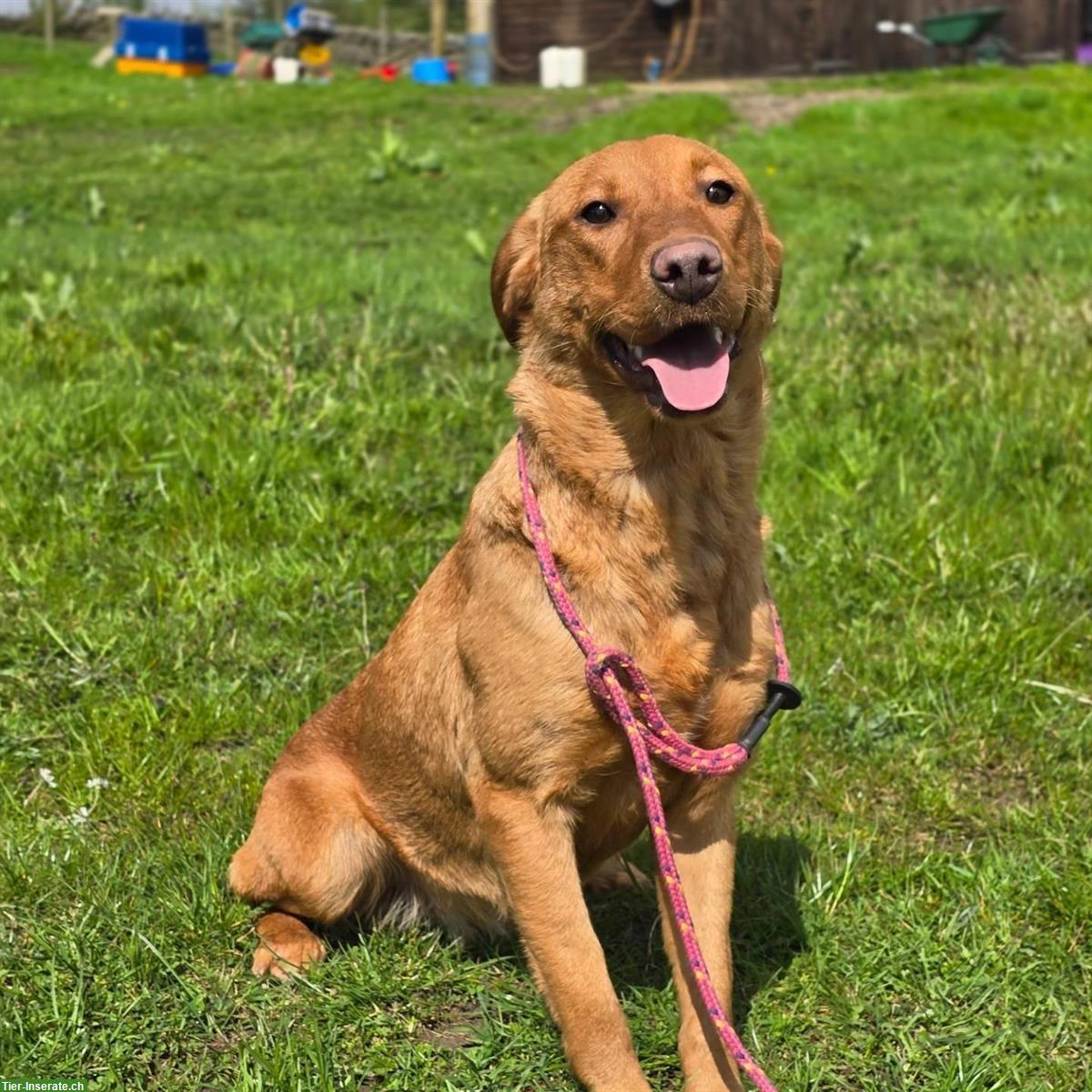 Bild 7: Banner's Dogschool - die Hundeschule im Zürcher Oberland