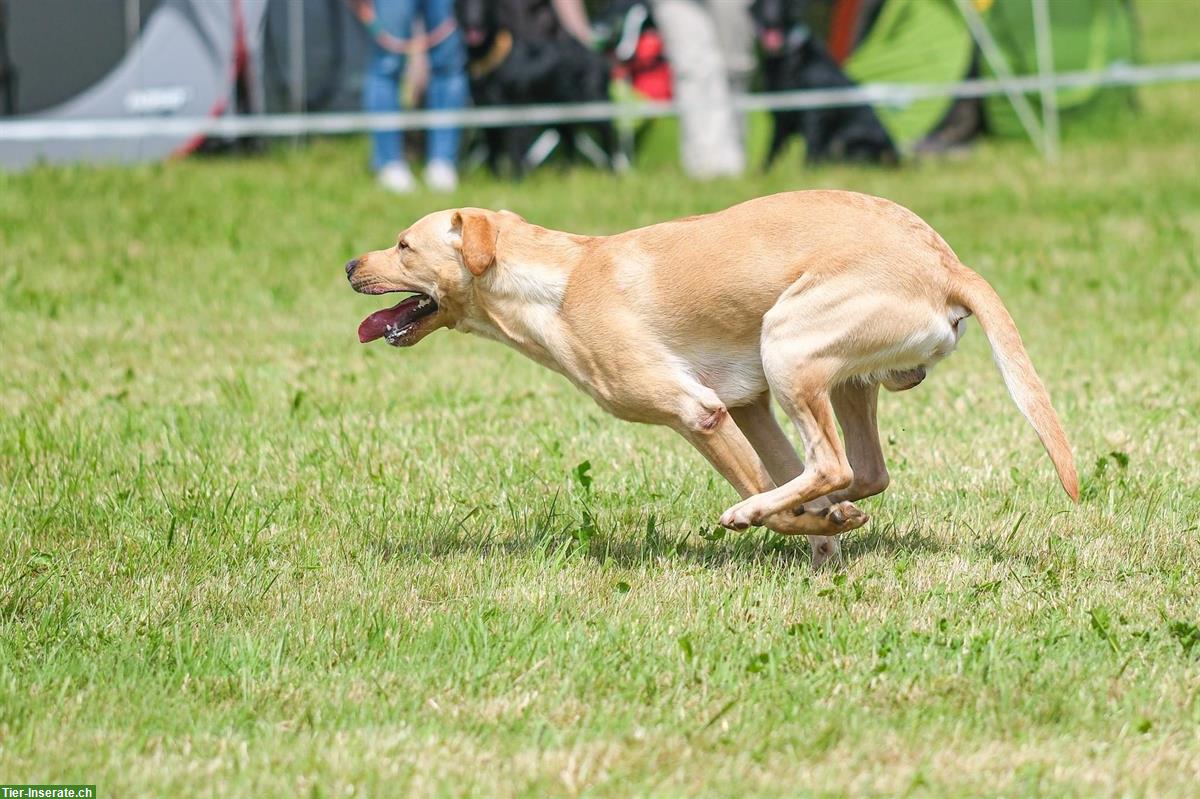 Bild 8: Banner's Dogschool - die Hundeschule im Zürcher Oberland