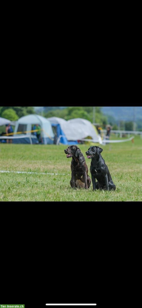 Bild 9: Banner's Dogschool - die Hundeschule im Zürcher Oberland