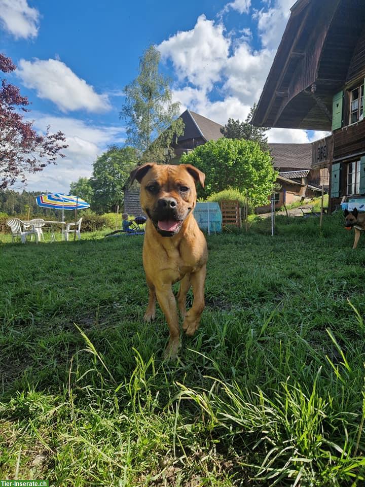 Mischlingsrüde Rocco sucht sein Traumzuhause