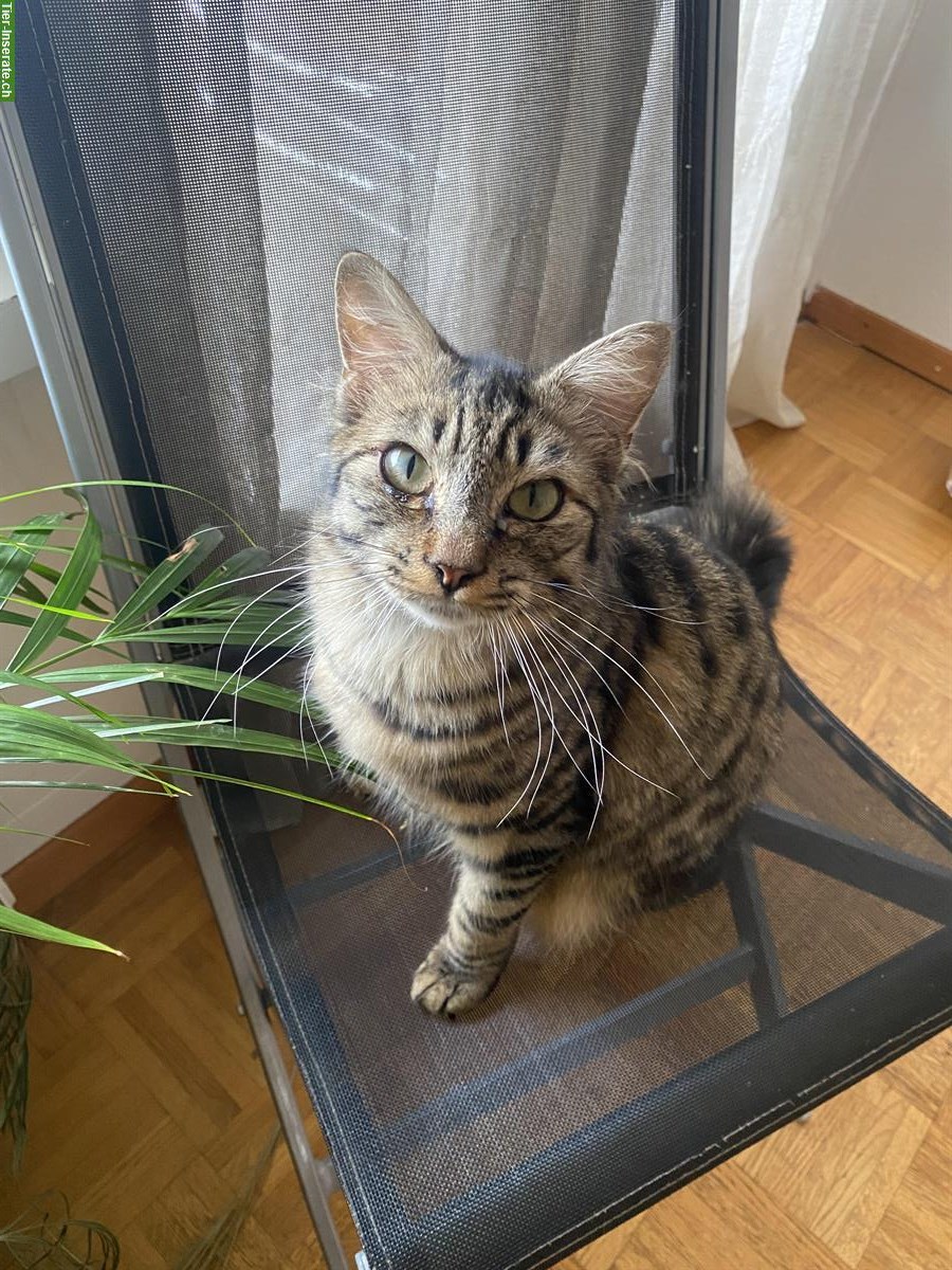 Kater Simba sucht ein neues Zuhause