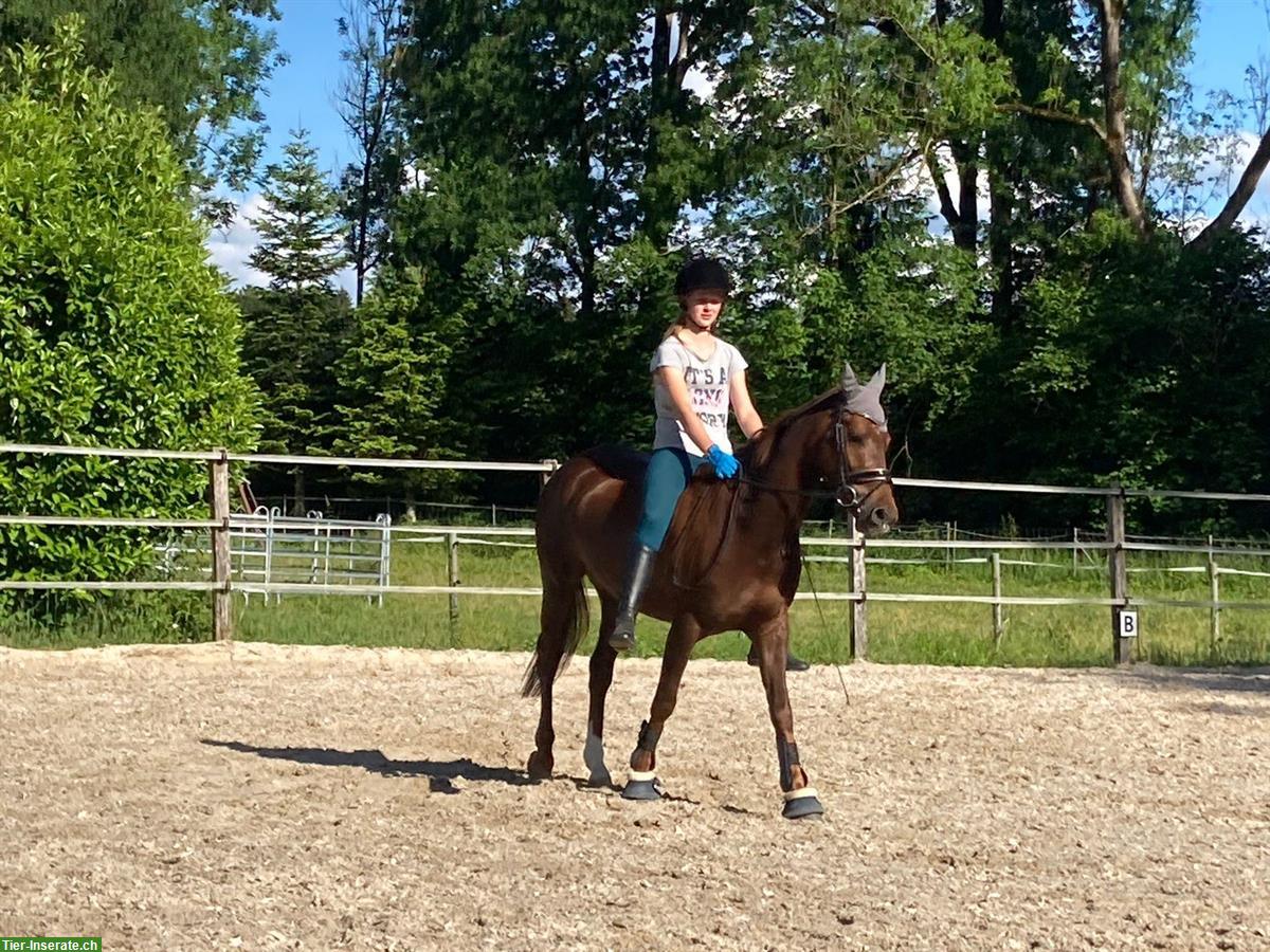 Bild 2: Sport- & Kinderpony Wallach zu verkaufen