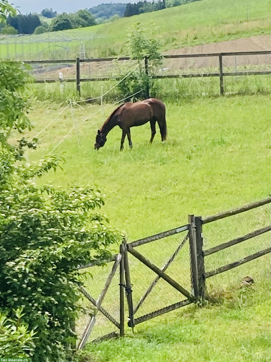 Bild 3: Sport- & Kinderpony Wallach zu verkaufen