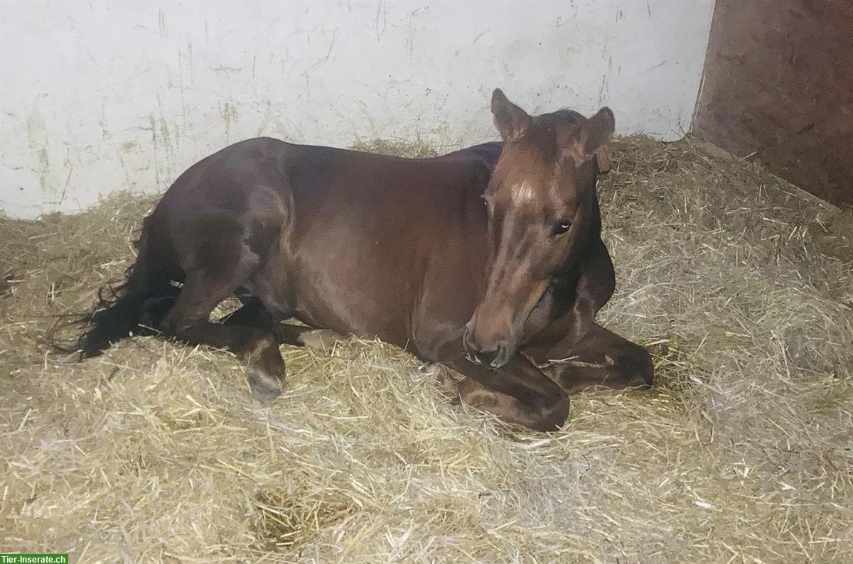 Bild 4: Sport- & Kinderpony Wallach zu verkaufen