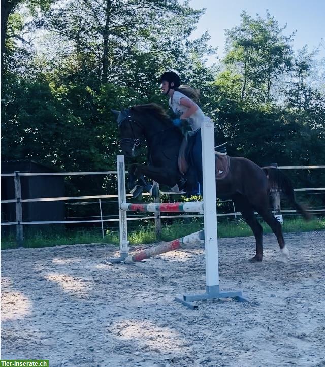 Bild 5: Sport- & Kinderpony Wallach zu verkaufen