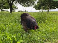 Suche älteres Huhn (<1 Jahr) für unsere Araucana Henne