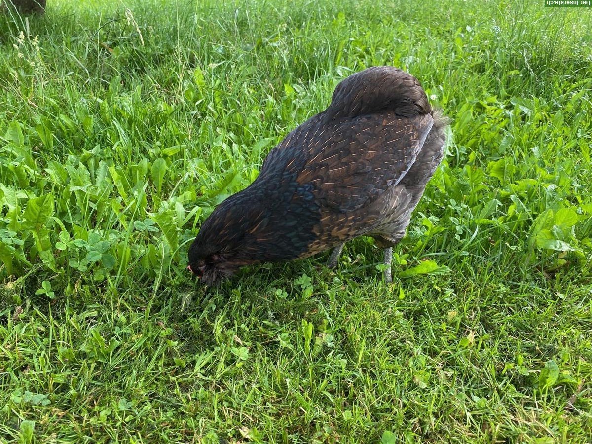 Bild 2: Suche älteres Huhn (<1 Jahr) für unsere Araucana Henne