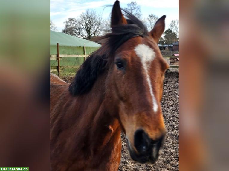 Reitunterricht auf Traber Wallach in Gütersloh NRW