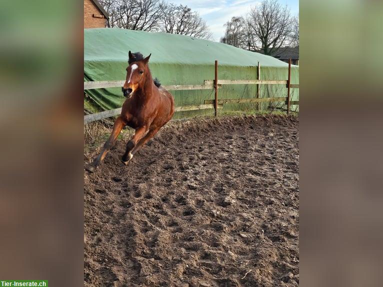 Bild 2: Reitunterricht auf Traber Wallach in Gütersloh NRW