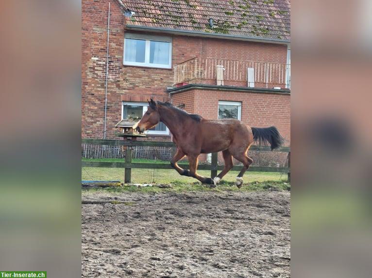 Bild 3: Reitunterricht auf Traber Wallach in Gütersloh NRW