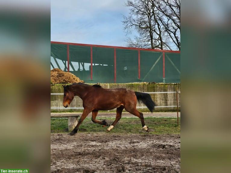 Bild 4: Reitunterricht auf Traber Wallach in Gütersloh NRW